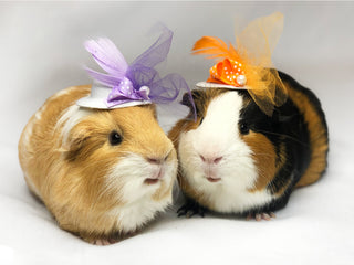 Small Animal Couture Hats