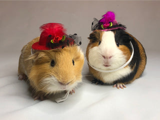 Small Animal High Tea Hats